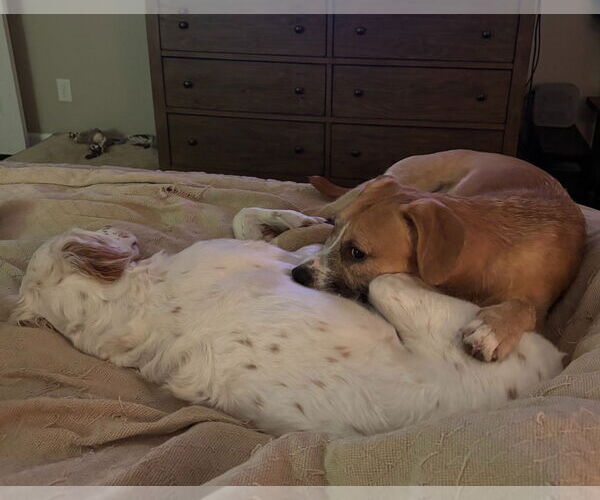 Medium Photo #3 Mutt Puppy For Sale in Canton, CT, USA