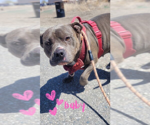 Medium Photo #2 American Pit Bull Terrier Puppy For Sale in Monte Vista, CO, USA