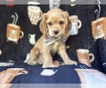 Small Cocker Spaniel