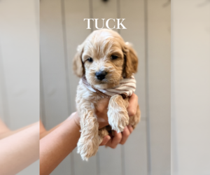 Cock-A-Poo Puppy for sale in TRINITY, NC, USA