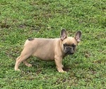 Puppy Cookie French Bulldog