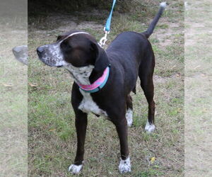 Plexie - Female Lab-Pointer Dog for Adoption - Photo #2