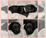 Puppy Paris Goldendoodle
