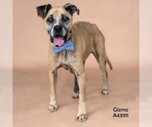 Boxer-Unknown Mix Dogs for adoption in Conroe, TX, USA