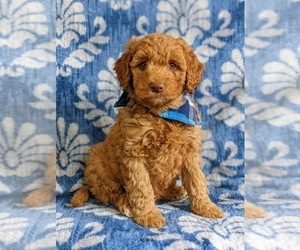 Goldendoodle (Miniature) Puppy for sale in NOTTINGHAM, PA, USA