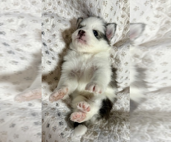 Medium Photo #25 Pomsky Puppy For Sale in NASHUA, NH, USA