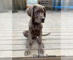 Small Great Dane