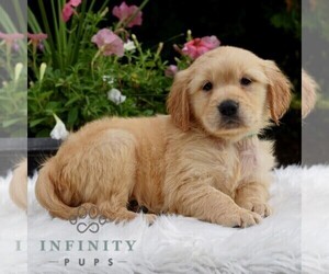 Golden Retriever Puppy for sale in NEWPORT, PA, USA