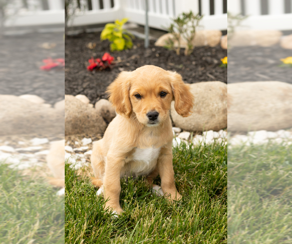 Medium Photo #41 Golden Cavadoodle Puppy For Sale in MILLERSBURG, IN, USA
