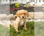 Small Photo #41 Golden Cavadoodle Puppy For Sale in MILLERSBURG, IN, USA