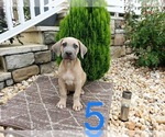 Small Photo #1 Cane Corso Puppy For Sale in MONTPELIER, VA, USA