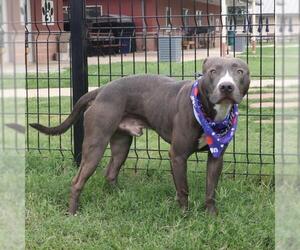 American Staffordshire Terrier-Unknown Mix Dogs for adoption in San Antonio, TX, USA