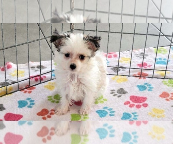Medium Photo #2 Papitese Puppy For Sale in ORO VALLEY, AZ, USA