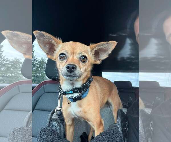 Medium Photo #4 Chihuahua-Unknown Mix Puppy For Sale in Woodbury, NY, USA