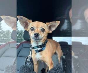 CHER - Female Chihuahua-Unknown Mix Dog for Adoption - Photo #4