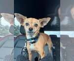 Small Photo #4 Chihuahua-Unknown Mix Puppy For Sale in Woodbury, NY, USA