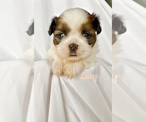 Shih Tzu Puppy for sale in BULLHEAD CITY, AZ, USA