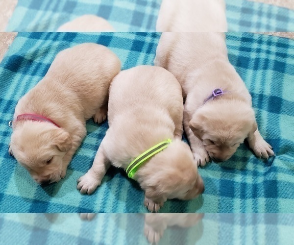 Medium Photo #52 Labrador Retriever Puppy For Sale in OLYMPIA, WA, USA