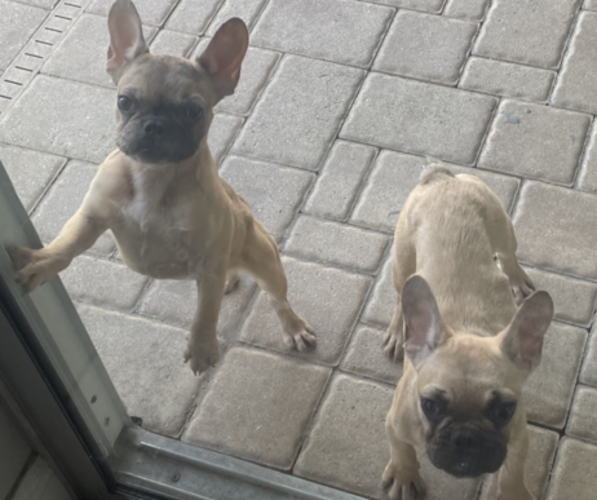 Medium Photo #1 French Bulldog Puppy For Sale in CLERMONT, FL, USA