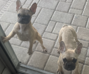 French Bulldog Puppy for sale in CLERMONT, FL, USA