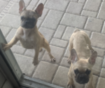Small Photo #1 French Bulldog Puppy For Sale in CLERMONT, FL, USA