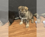 Small Photo #1 German Shepherd Dog Puppy For Sale in JOLIET, IL, USA