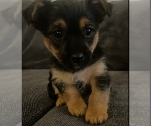 Yorkshire Terrier Puppy for sale in LOWELL, MA, USA