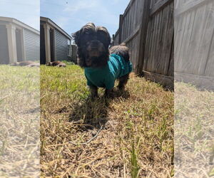 Shih Tzu Dogs for adoption in Holly Springs, NC, USA