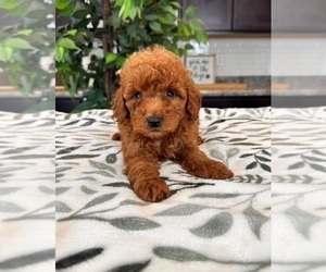 Goldendoodle (Miniature) Puppy for sale in INDIANAPOLIS, IN, USA