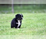 Small Photo #4 Australian Shepherd Puppy For Sale in NEWTON FALLS, OH, USA
