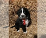 Small Photo #3 Bernedoodle Puppy For Sale in SHELBYVILLE, IL, USA