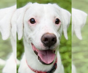 Jack Russell Terrier-Unknown Mix Dogs for adoption in West Cornwall, CT, USA
