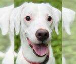 Moose - Male Jack Russell Terrier-Unknown Mix Dog for Adoption - Small photo