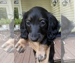 Small #4 Dachshund