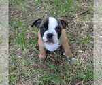 Small #4 Olde English Bulldogge