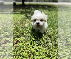 Mal-Shi Puppy for sale in APOPKA, FL, USA