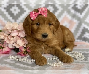 Goldendoodle (Miniature) Puppy for sale in EAST EARL, PA, USA