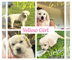 Puppy Yellow Girl Golden Retriever