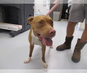 Staffordshire Bull Terrier Dogs for adoption in Ocala, FL, USA