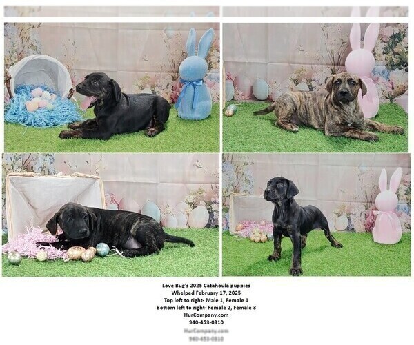 Medium Photo #3 Catahoula Leopard Dog Puppy For Sale in CUMBY, TX, USA
