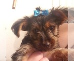 Small Photo #19 Yorkshire Terrier Puppy For Sale in NEVADA, TX, USA