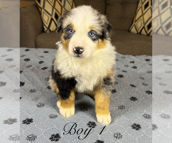Medium Photo #3 Australian Shepherd Puppy For Sale in SALISBURY, NC, USA