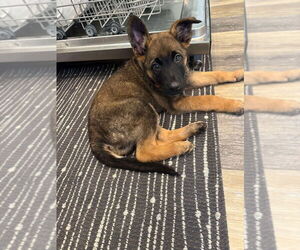German Shepherd Dog-Unknown Mix Dogs for adoption in Imlay City, MI, USA