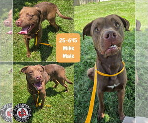 Labrador Retriever-Unknown Mix Dogs for adoption in Georgetown, KY, USA