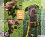 Small Labrador Retriever Mix
