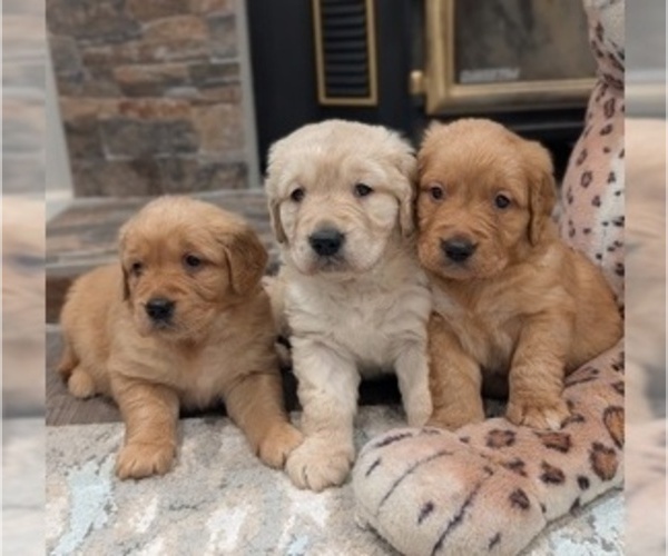 Medium Photo #1 English Cream Golden Retriever Puppy For Sale in SACRAMENTO, CA, USA
