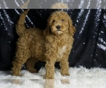 Small #2 Goldendoodle (Miniature)