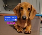Small #2 Dachshund