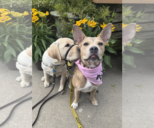 Medium Photo #2 Mutt Puppy For Sale in Sykesville, MD, USA