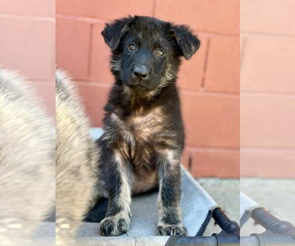 Medium Photo #3 Australian Shepherd Puppy For Sale in Paso Robles, CA, USA